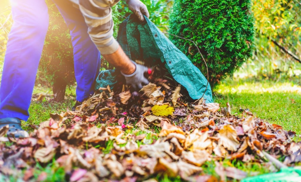 Ein Mann schaufelt mit der Hand Herbstlaub in einen Sack.