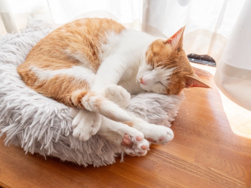 Eine Katze schläft in einem Katzenbett an einem Fenster.