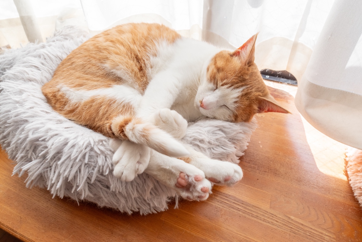 Eine Katze schläft in einem Katzenbett an einem Fenster.