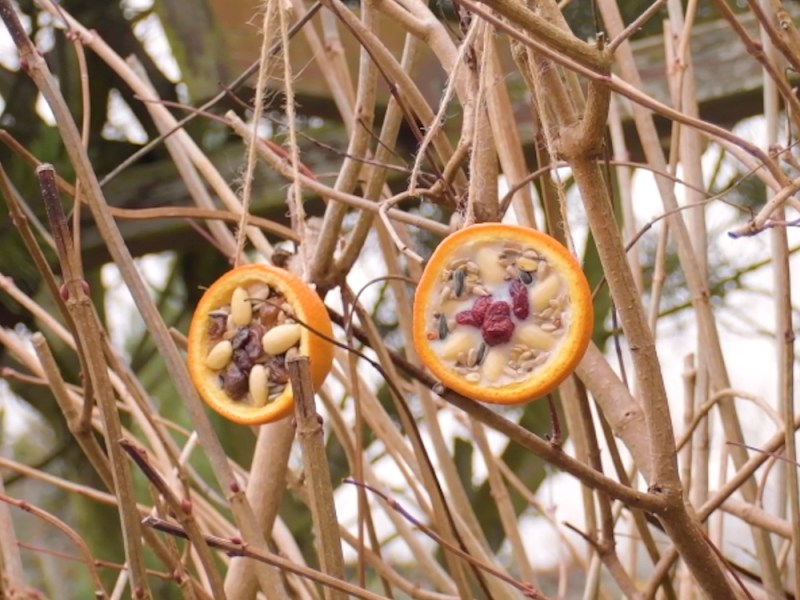 Selbstgemachtes Vogelfutter in zwei OrangenhÃ¤lften hÃ¤ngt an einem Baum.