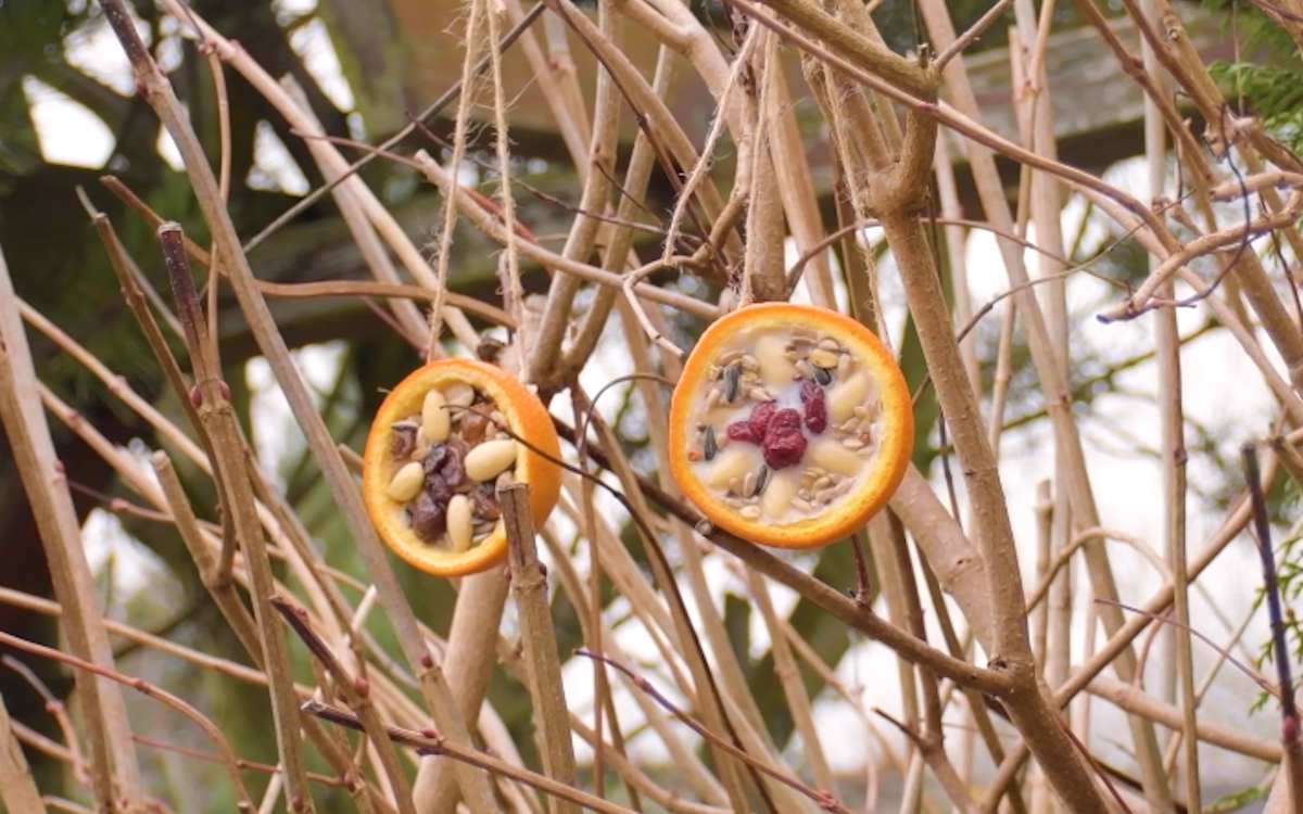 Selbstgemachtes Vogelfutter in zwei OrangenhÃ¤lften hÃ¤ngt an einem Baum.