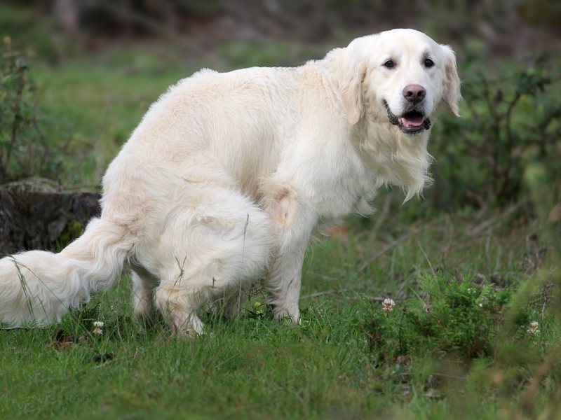 Ein Golden Retriever kotet auf einer Wiese.