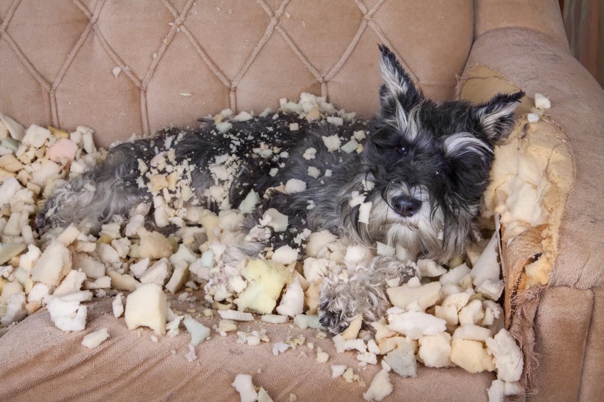 Ein Hund liegt auf einer zerfetzten Couch, die er zerbissen hat.