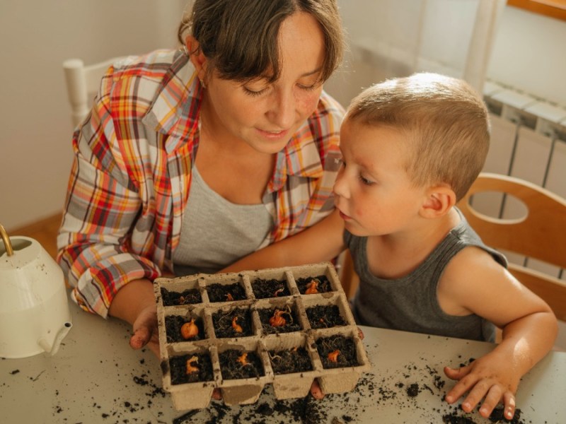 Mutter und Sohn pflanzen Gemüse an