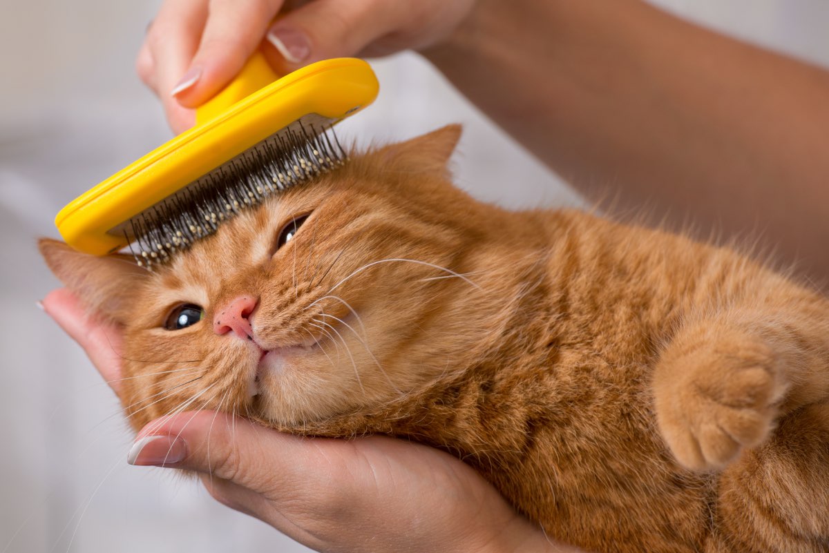 Eine orange getigerte Katze wird mit einer BÃ¼rste am Kopf gekrault.