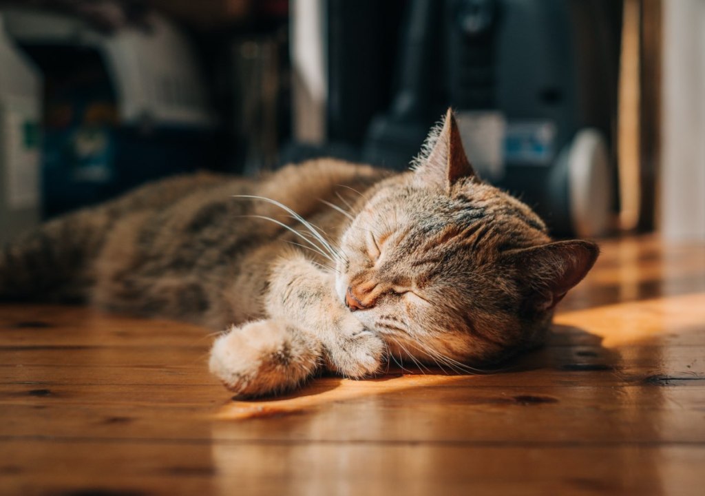 Eine Katze nimmt ein Sonnenbad auf einem Holzfußboden und schläft.