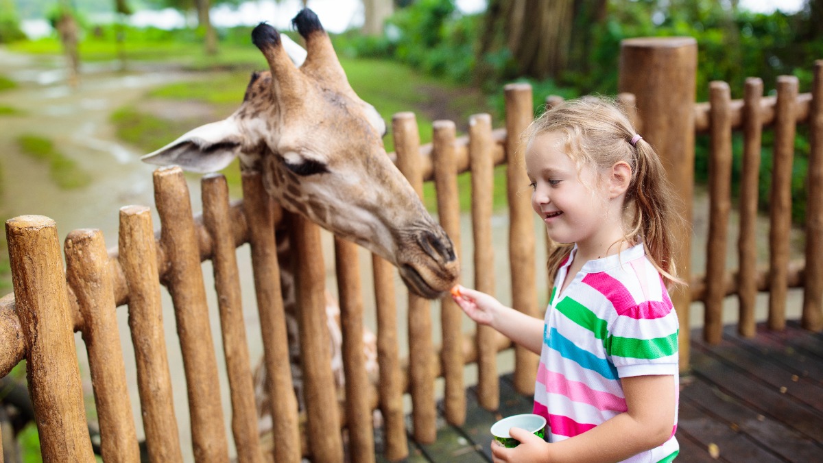 Mädchen füttert eine Giraffe im Zoo