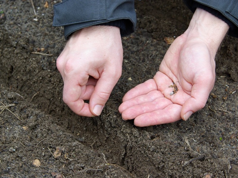 Samen werden in ein Beet gepflanzt, Nahaufnahme.