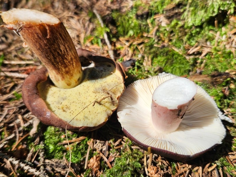 Pilze sammeln: 8 Speisepilze und ihre giftigen Doppelgänger bestimmen