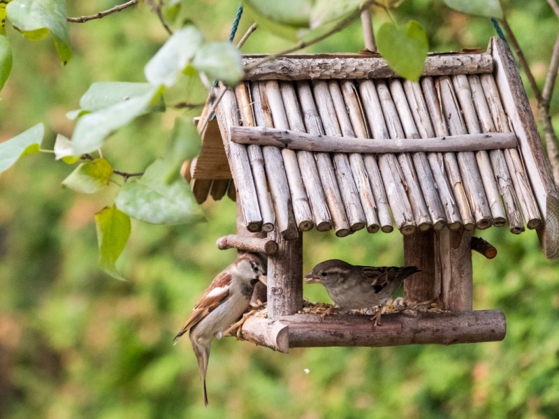 Vogelhaus selber bauen: 3 einfache Anleitungen für Futterhäuser