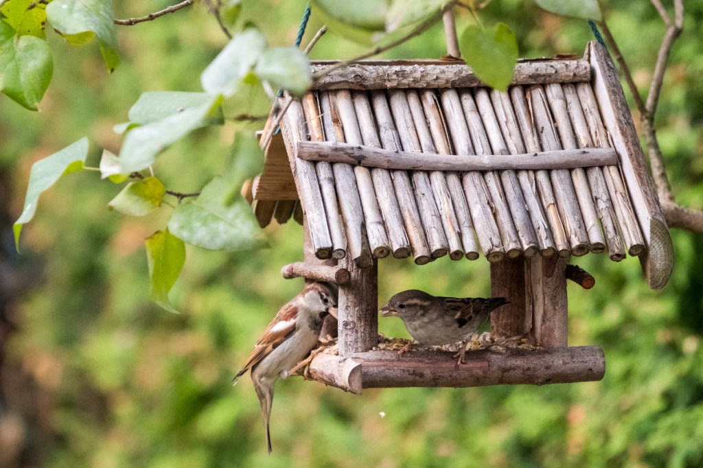 Zwei kleine Vögel sitzen in einem Vogelhaus und fressen Körner.