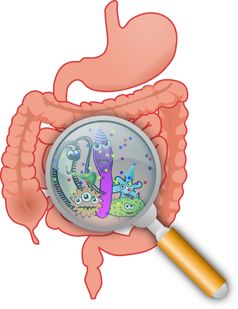 Grafik zeigt Bakterien im Darm.