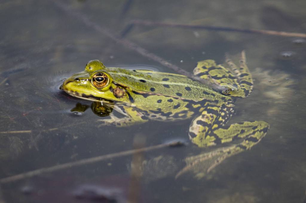 Frosch im Gartenteich