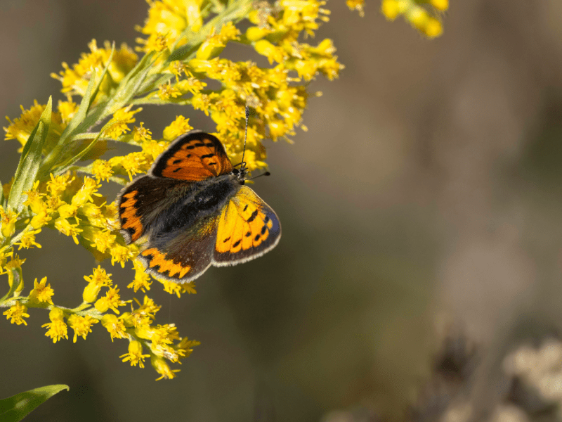 Ein Schmetterling auf einer kanadischen Goldrute.