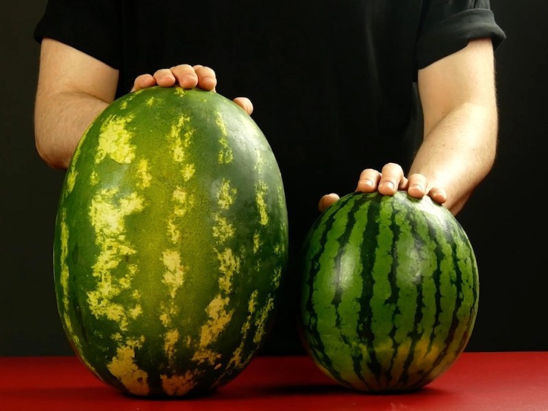 Zwei unterschiedliche große Wassermelonen.