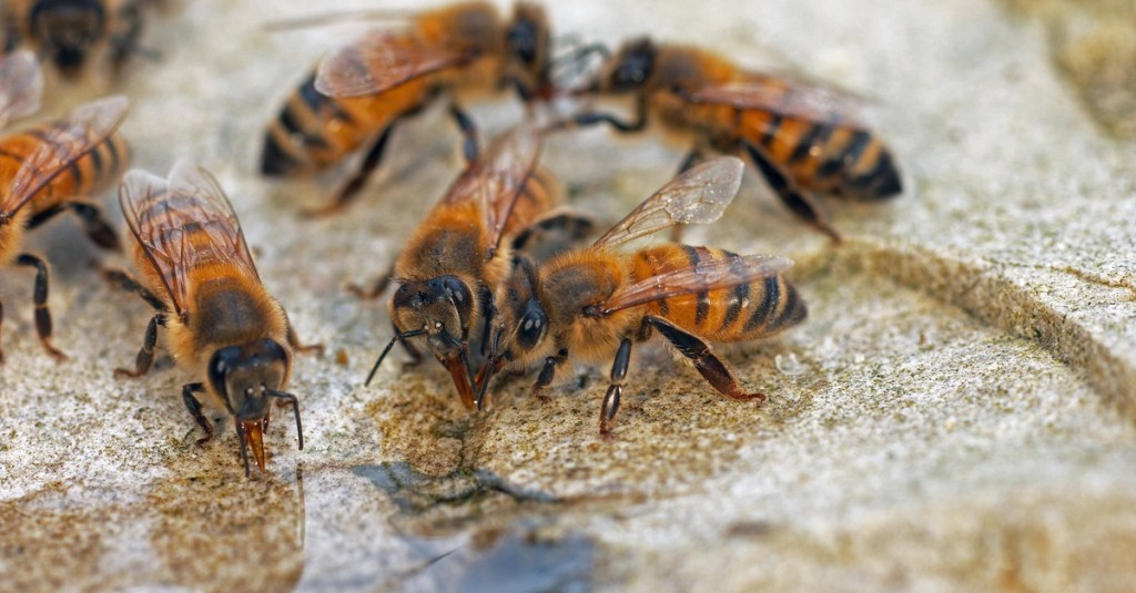 Bienen trinken Wasser.