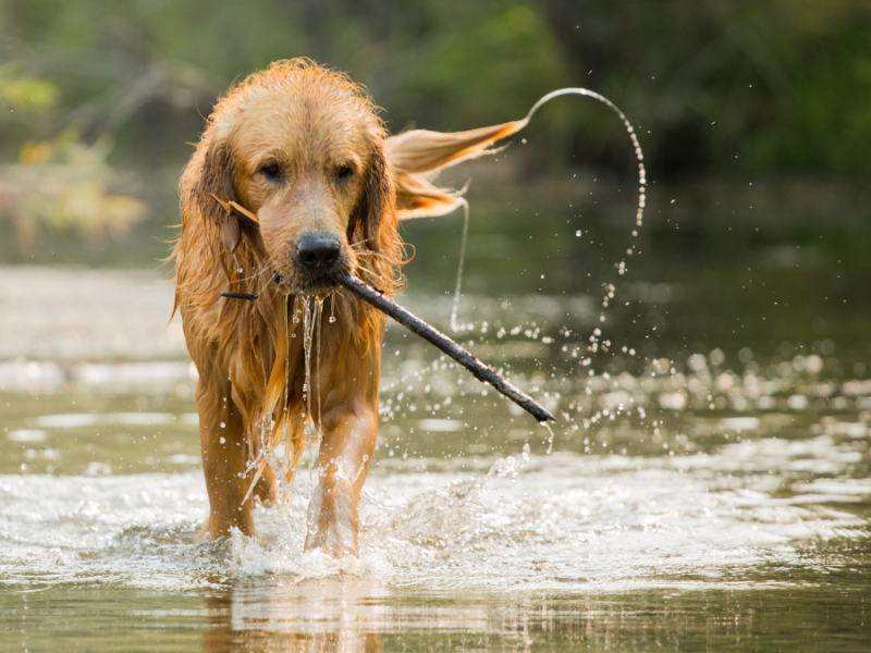 Ein Hund mit einem Stock im Maul läuft in einem Bach herum.