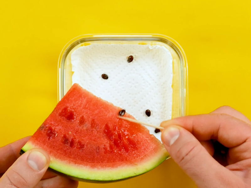 Die Kerne einer Wassermelone werden in eine mit küchenpapier ausgelegte Schale gegeben.