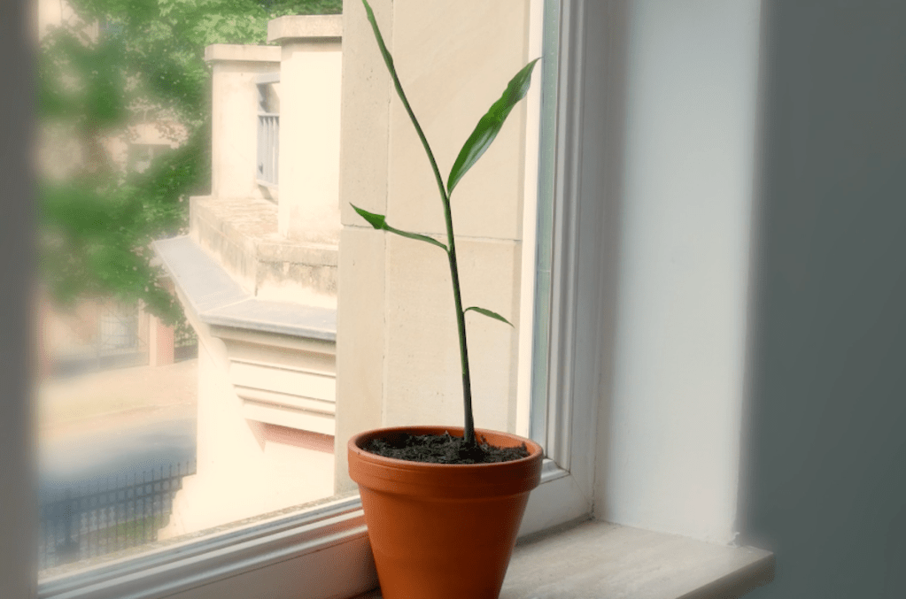 Ingwerpflanze, die an einem Fenster steht.