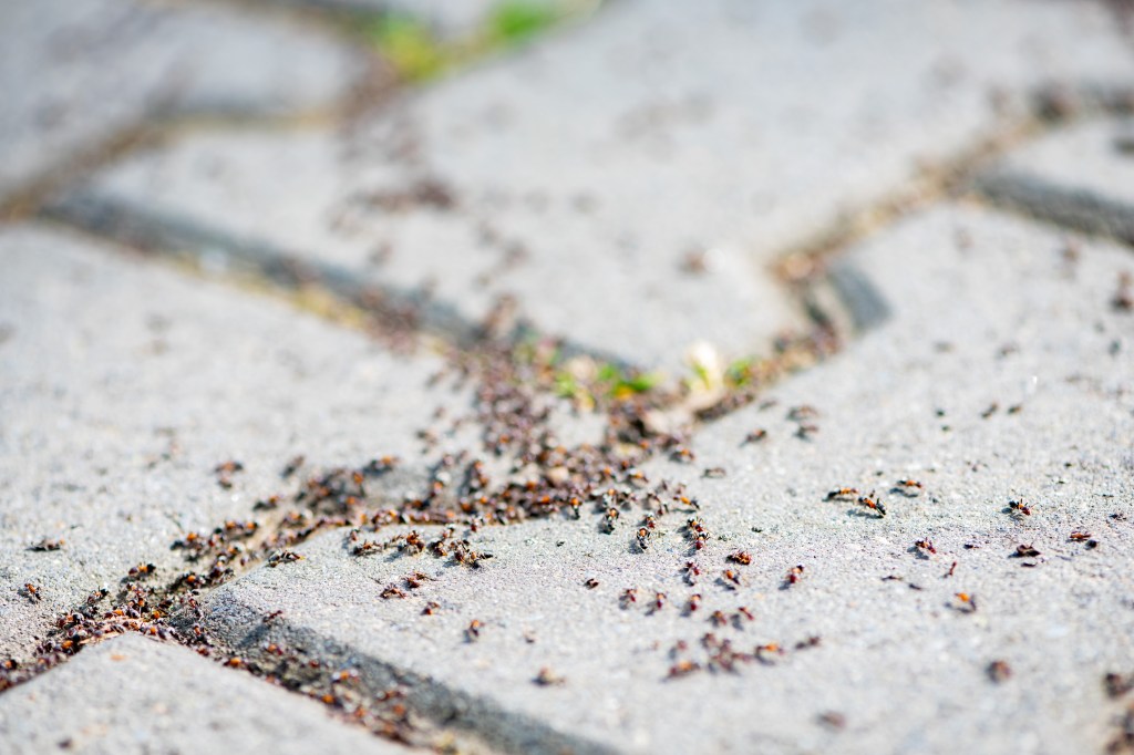 Ameisen im Garten: Hilft Kaffeesatz?