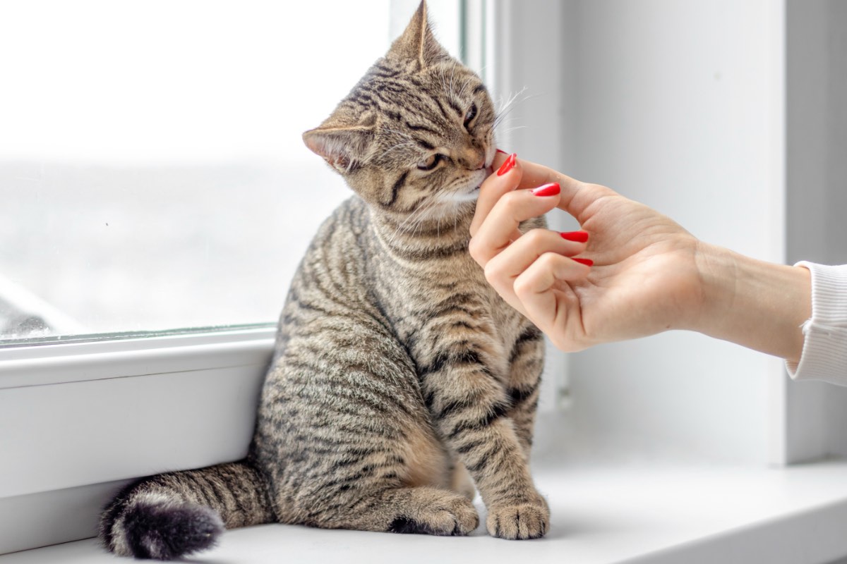 Eine Katze, die auf einer Fensterbank sitzt, wird von ihrer Besitzerin gestreichelt.