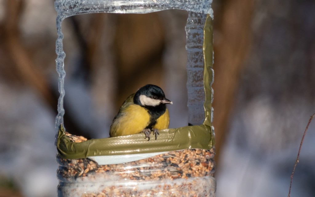 Eine Kohlmeise sitzt in einer Futterstation für Vögel, aus einer Plastikflasche selbstgemacht wurde.