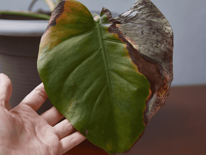 Krankheiten bei Zimmerpflanzen, Monstera mit braunen Blättern