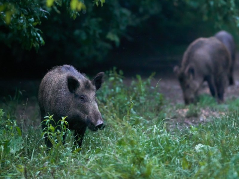 Wildschweine im Wald: Das musst du tun, wenn es nach Maggi riecht.