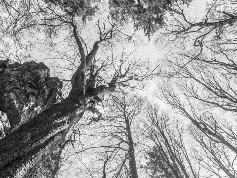 Alter, verdreht gewachsener Baum ohne Laub an einem Berg mit Perspektive von unten nach oben