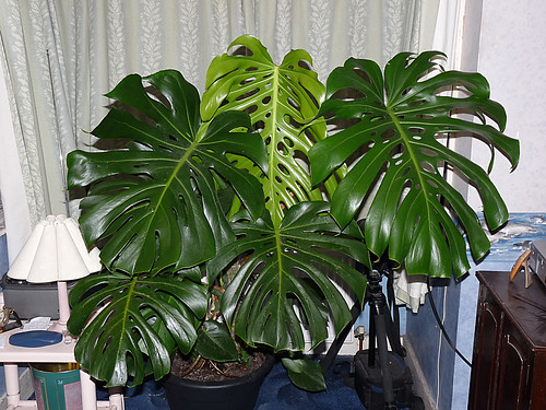 Monstera deliciosa