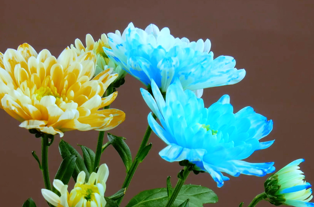 Blau und gelb gefärbte Blüten.