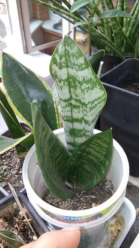 Sansevieria Eve