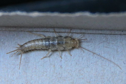 Zilvervisje - Common Silverfish