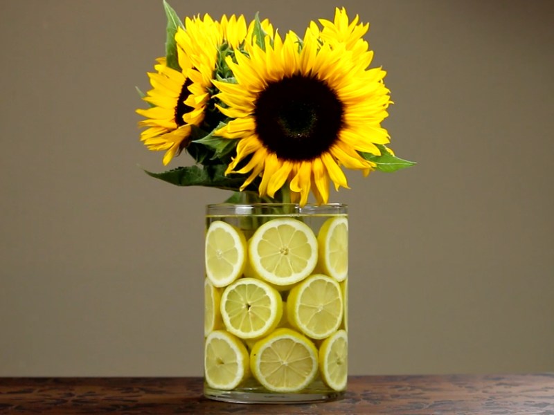 Sonnenblumen in einer Vase mit Zitronenscheiben.
