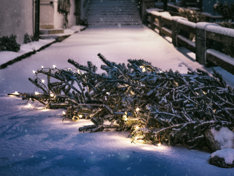 Weihnachten: Darum solltest du einen Weihnachtsbaum mieten