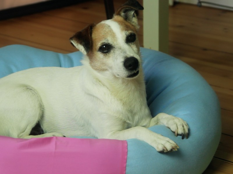 Ein Hund liegt auf einem selbstgemachten Hundebett.