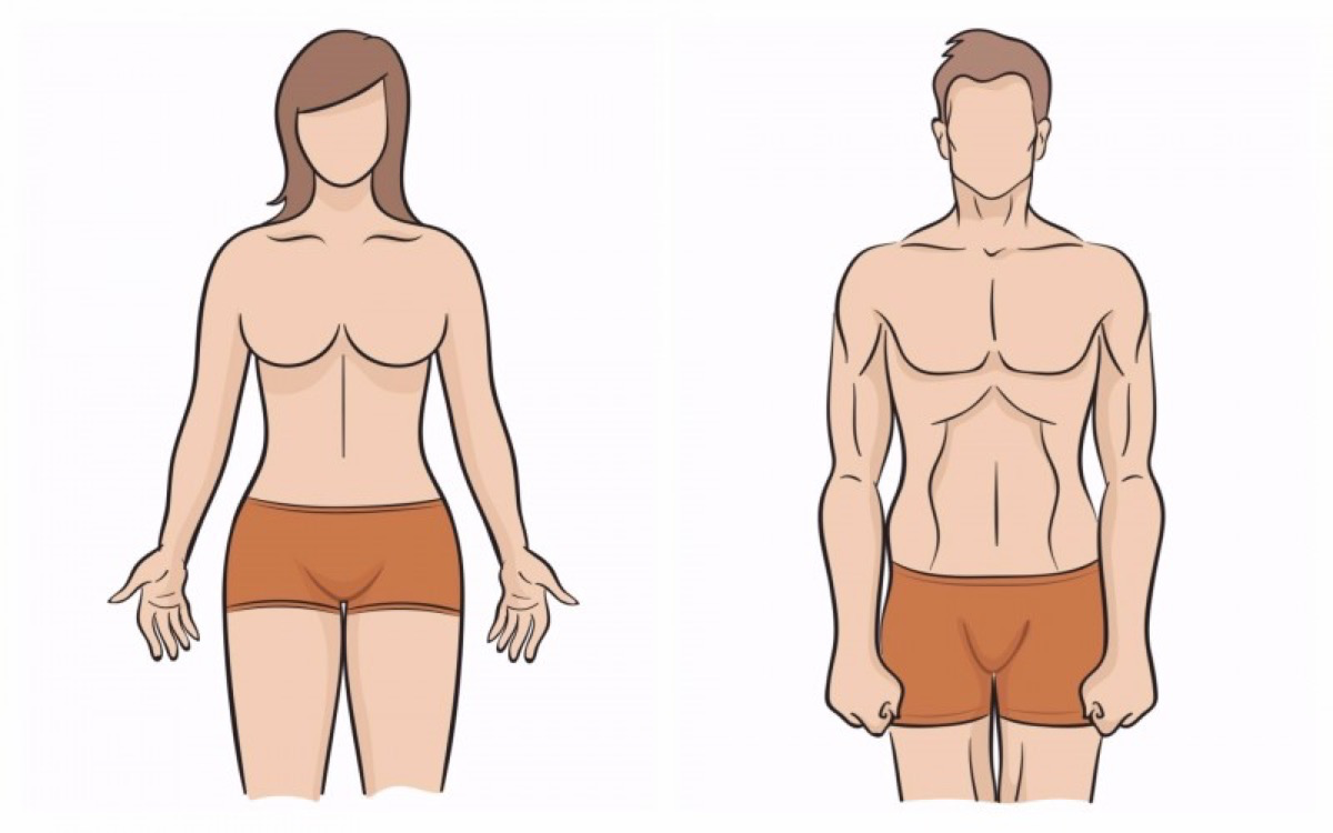 Плечи меньше. Эктоморф Шелдона. Мужские и женские бедра. Бедра у мужчин. Узкие бедра у мужчин.