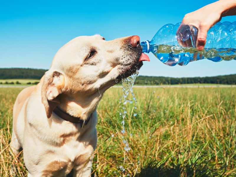 Hund trinkt Wasser aus einer Flasche.