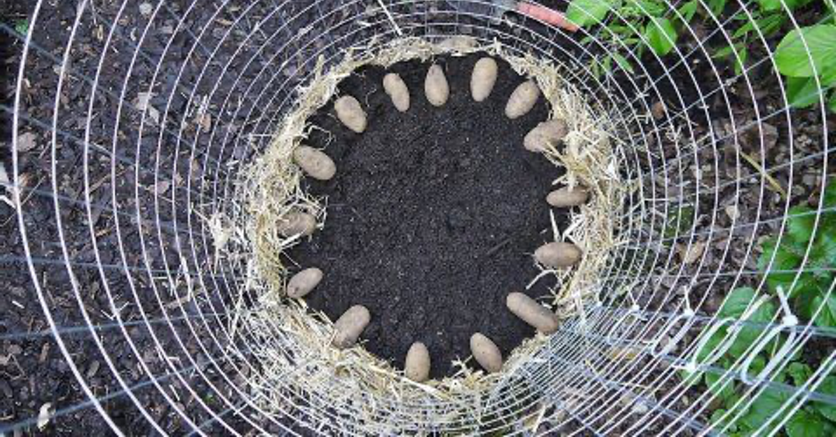 Kartoffelturm Selber Bauen: Geniale Idee Für Kleine Gärten Und Balkone ...