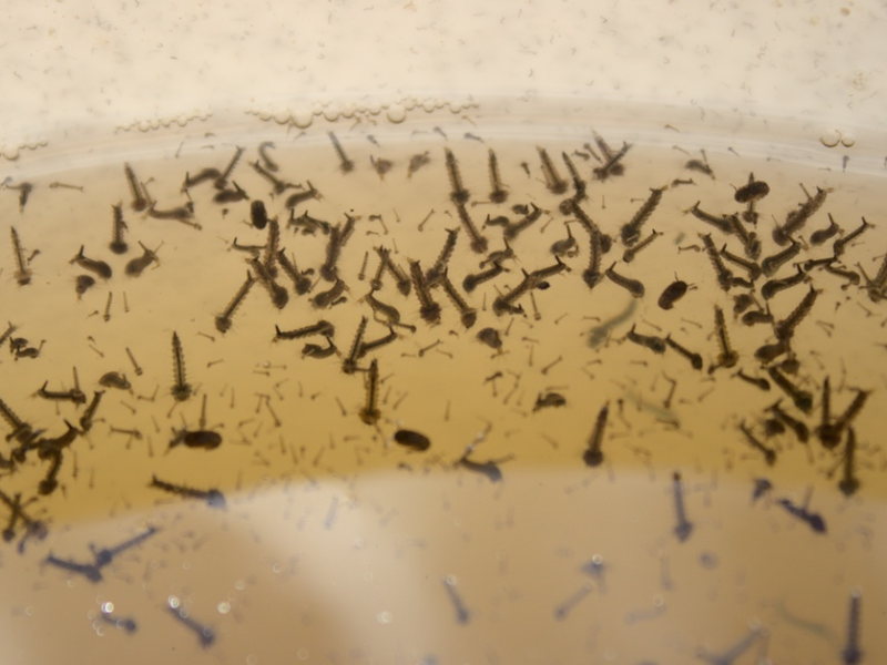 Mückenlarven im Wasser.