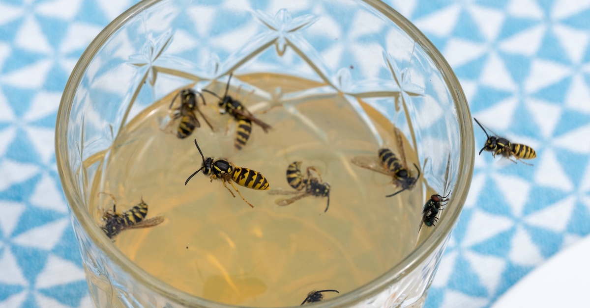 Viele Wespen an und in einem Glas mit Apfelsaft.