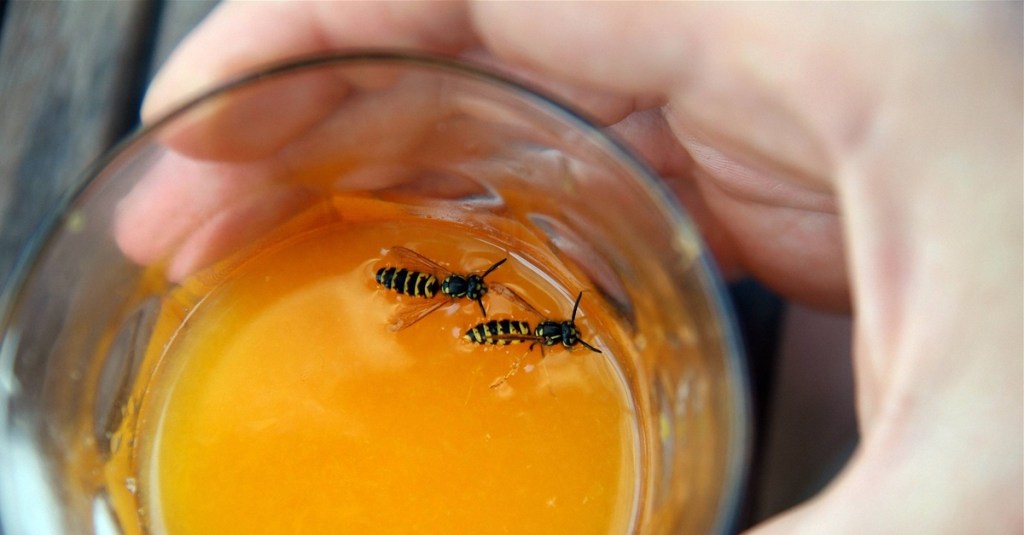 Zwei Wespen in einem Glas.