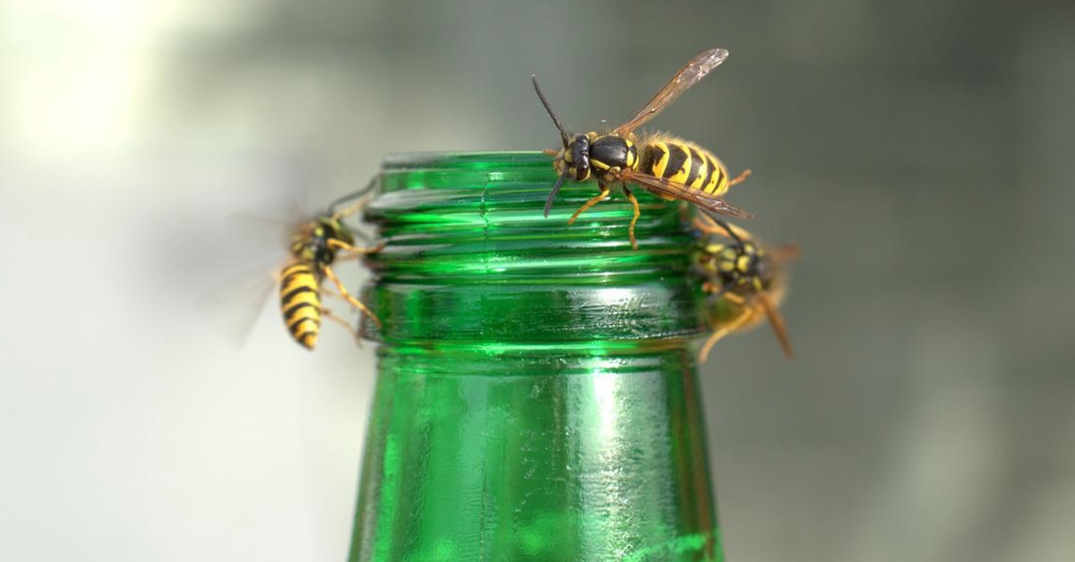 Wespen krabbeln in eine grÃ¼ne Glasflasche â€“ so kannst du die Insekten tierfreundlich vertreiben.