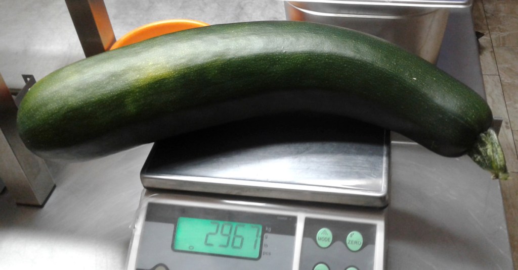 Eine große Zucchini auf einer Küchenwaage.
