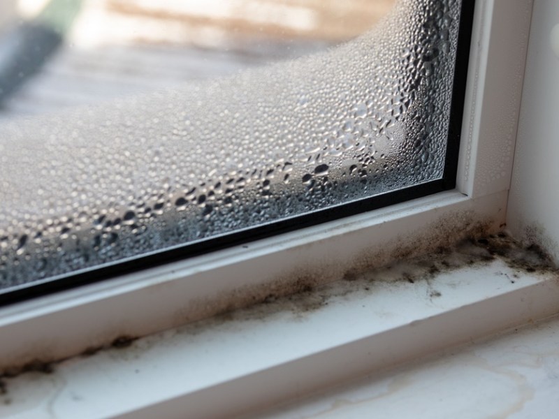 Schimmel und Kondenswasser an einem Fenster.