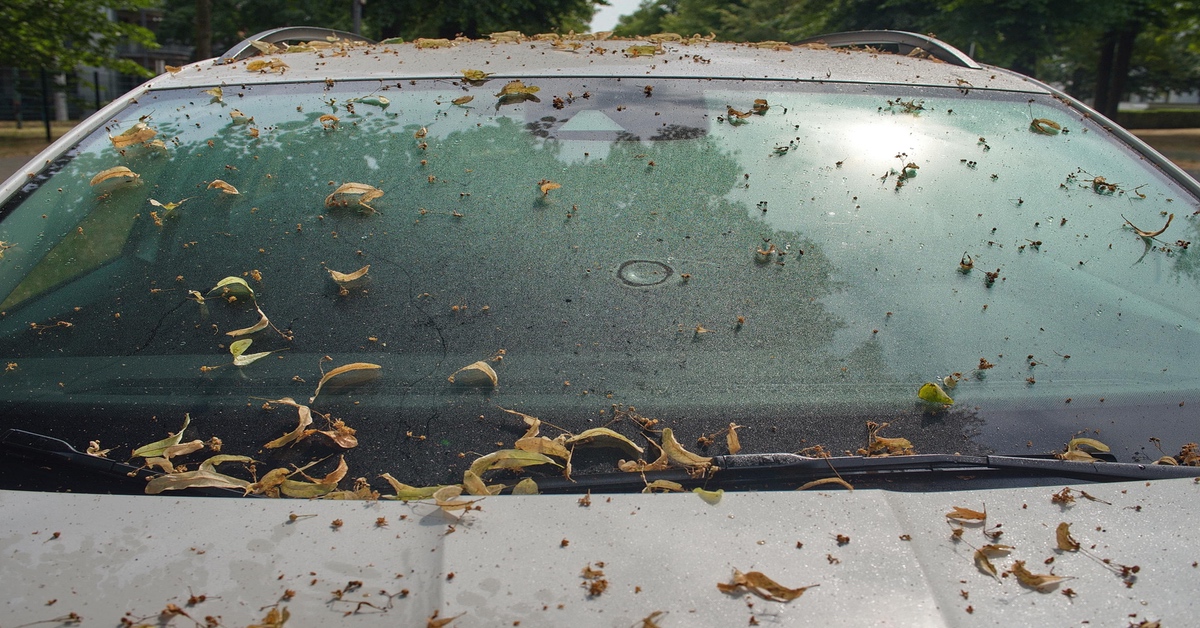 Honigtau: Warum dein Auto im Sommer manchmal klebt.