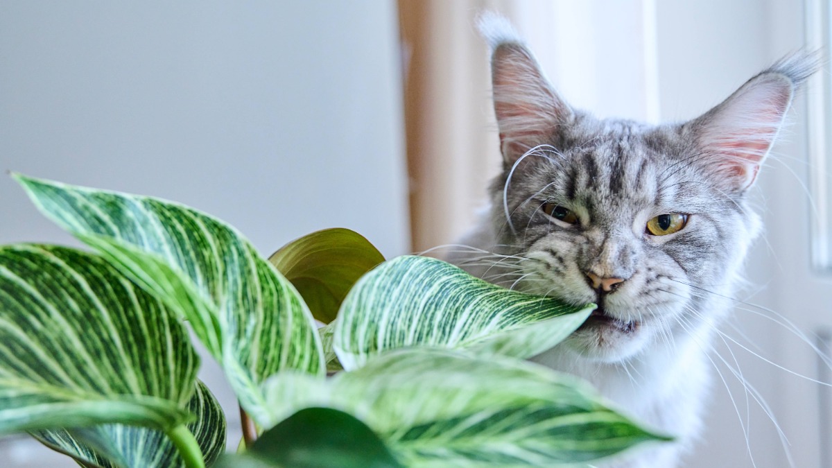 giftige Zimmerpflanzen: eine Katze knabbert an einer Zimmerpflanze