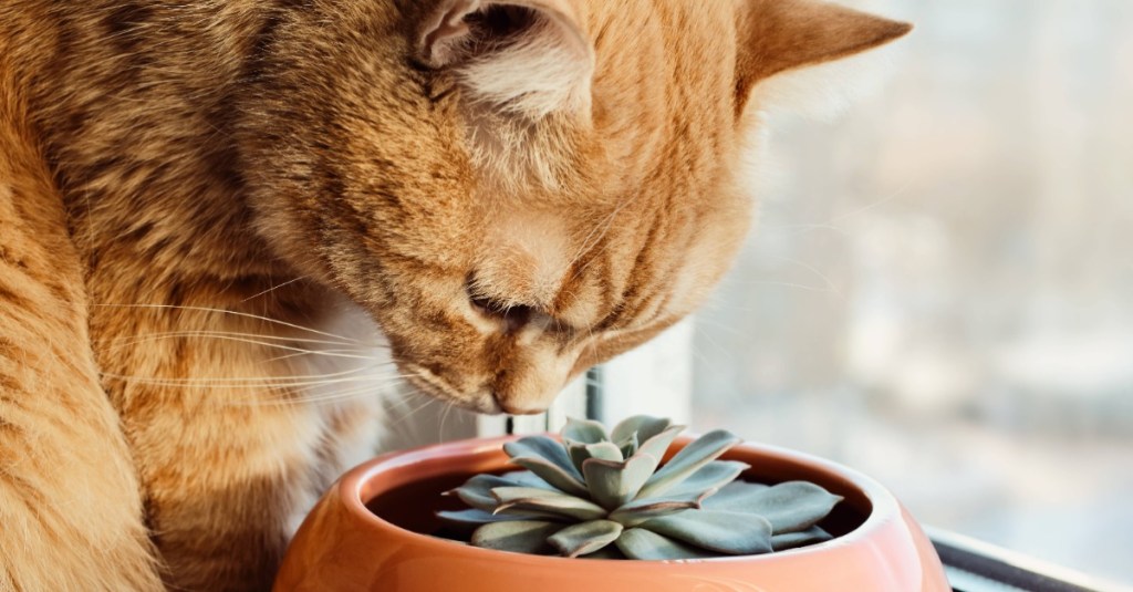 eine Katze schnuppert an einer Sukkulente