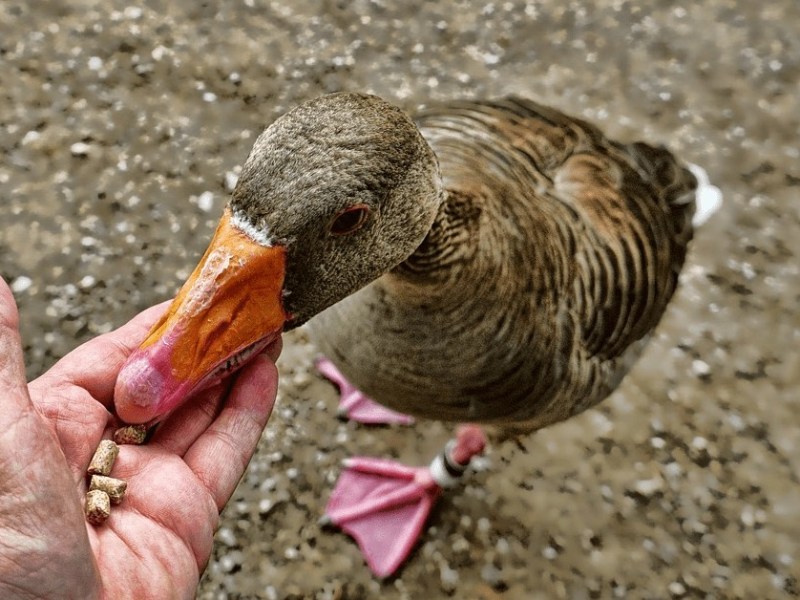 Eine Stockente wird mit Vogelfutter aus einer Hand gefÃ¼ttert.