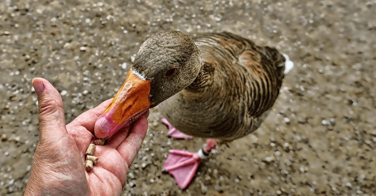 Eine Stockente wird mit Vogelfutter aus einer Hand gefÃ¼ttert.